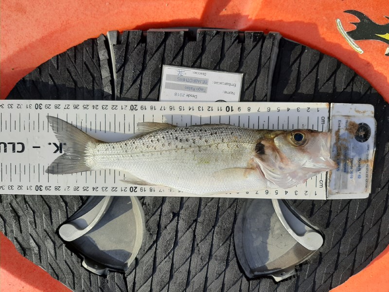 Fish Measure Picture