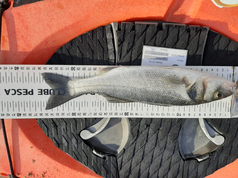Fish Measure Picture