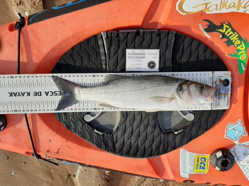 Fish Measure Picture