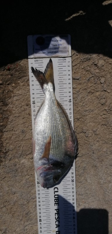 Fish Measure Picture