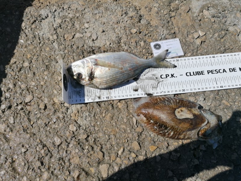 Fish Measure Picture