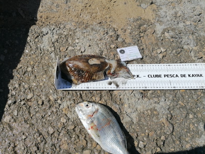 Fish Measure Picture