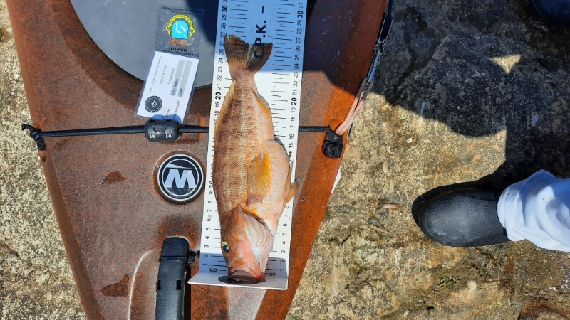Fish Measure Picture