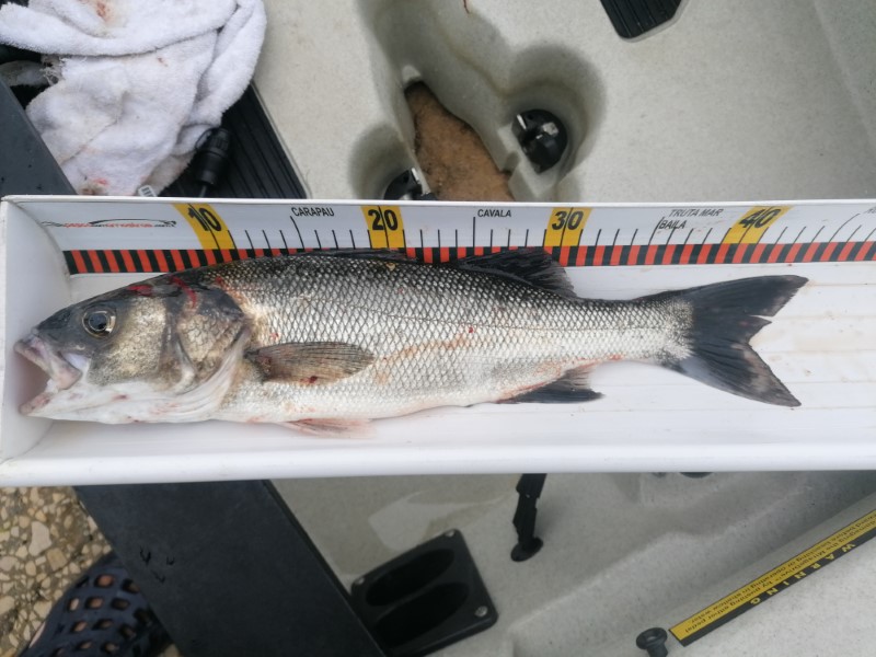 Fish Measure Picture