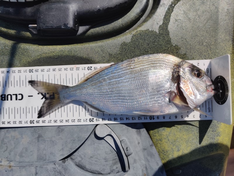 Fish Measure Picture