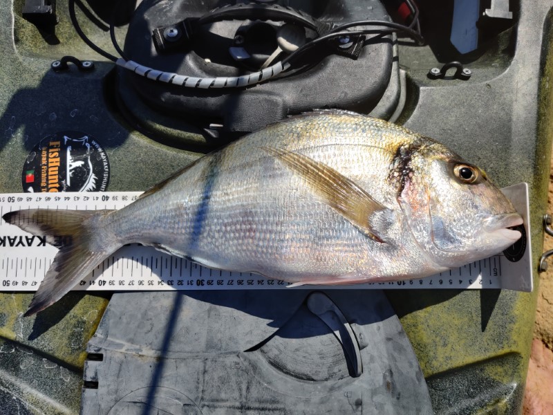 Fish Measure Picture