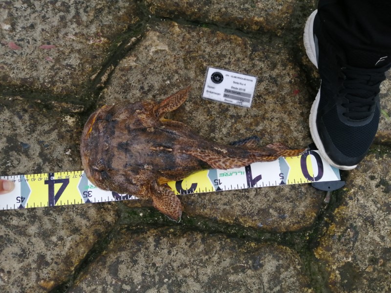 Fish Measure Picture
