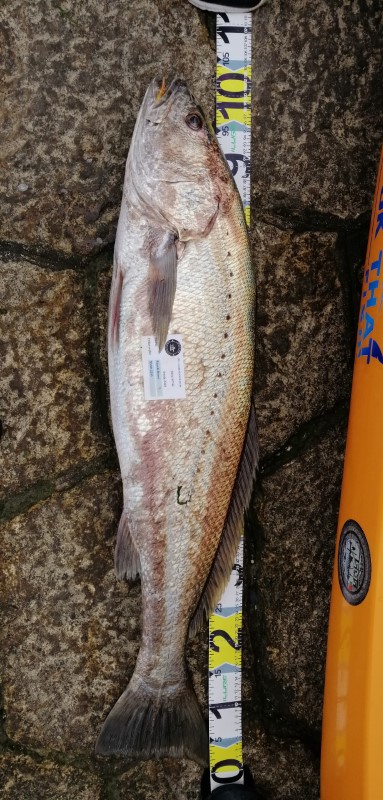 Fish Measure Picture