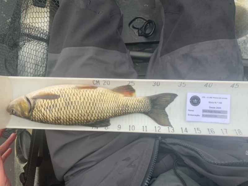 Fish Measure Picture