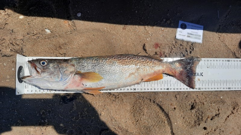 Fish Measure Picture