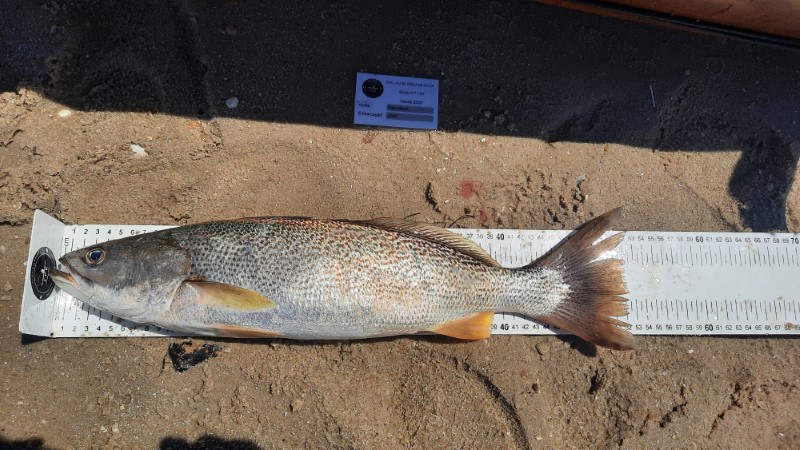 Fish Measure Picture