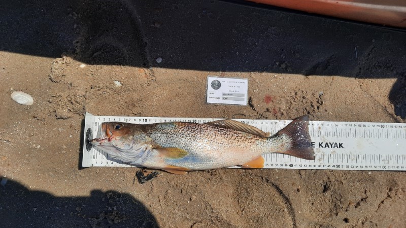 Fish Measure Picture