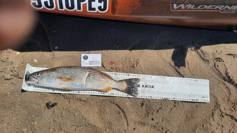 Fish Measure Picture