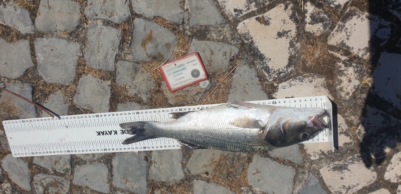 Fish Measure Picture