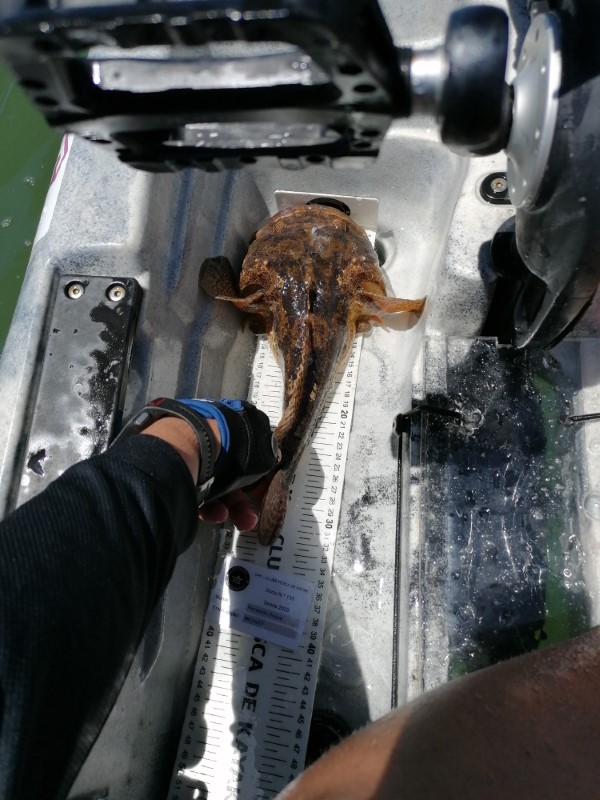 Fish Measure Picture