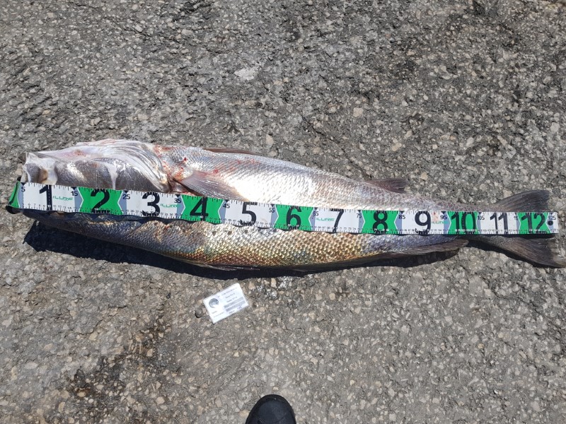 Fish Measure Picture