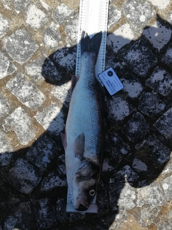 Fish Measure Picture