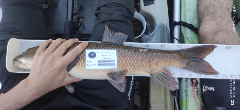 Fish Measure Picture