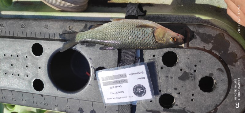 Fish Measure Picture