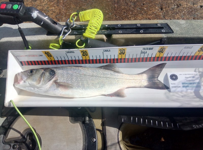 Fish Measure Picture