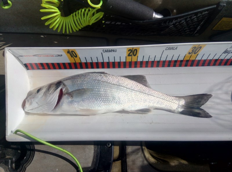 Fish Measure Picture