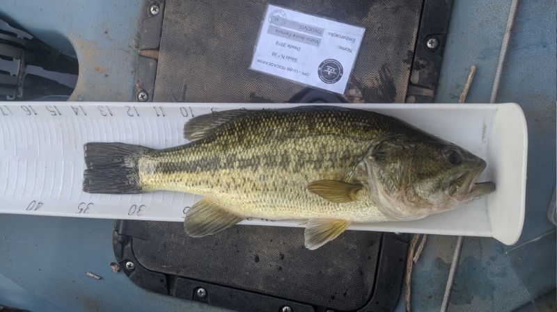 Fish Measure Picture
