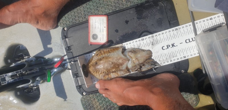 Fish Measure Picture