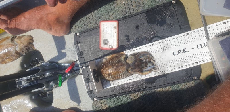 Fish Measure Picture