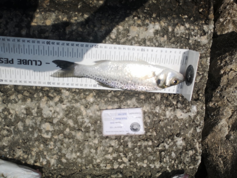 Fish Measure Picture