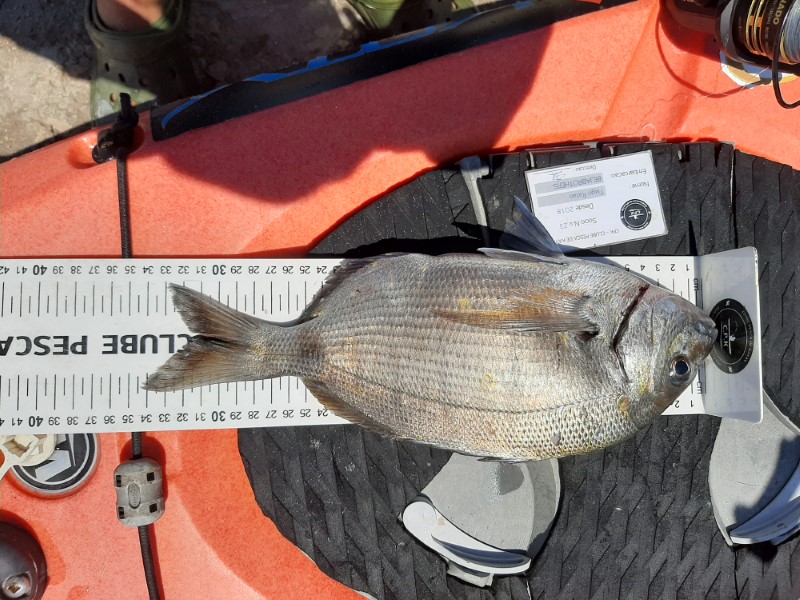 Fish Measure Picture
