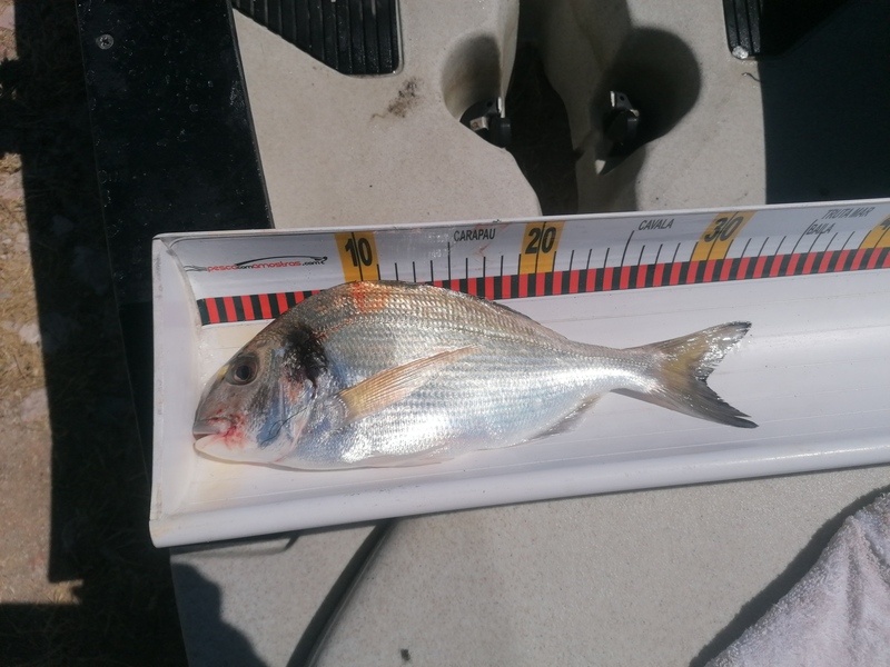 Fish Measure Picture
