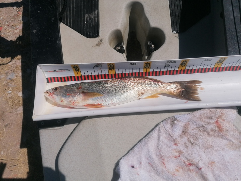 Fish Measure Picture