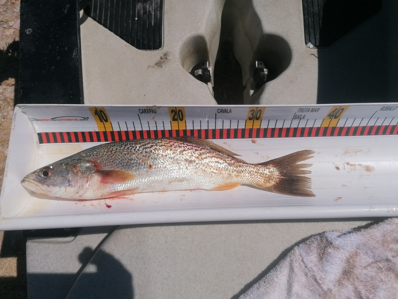 Fish Measure Picture