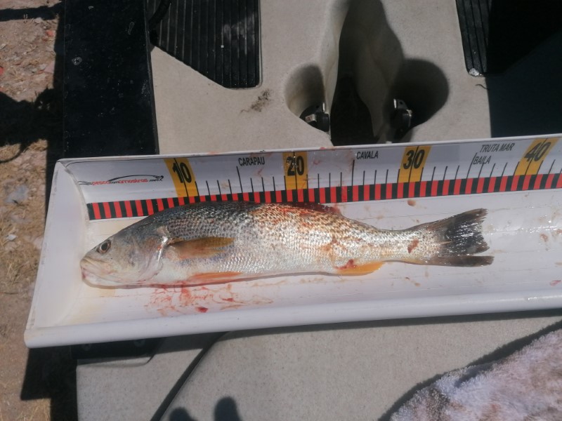 Fish Measure Picture