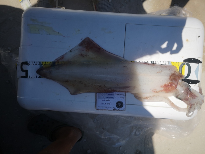 Fish Measure Picture