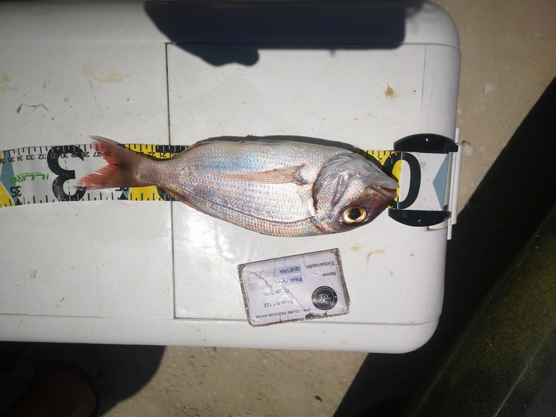 Fish Measure Picture