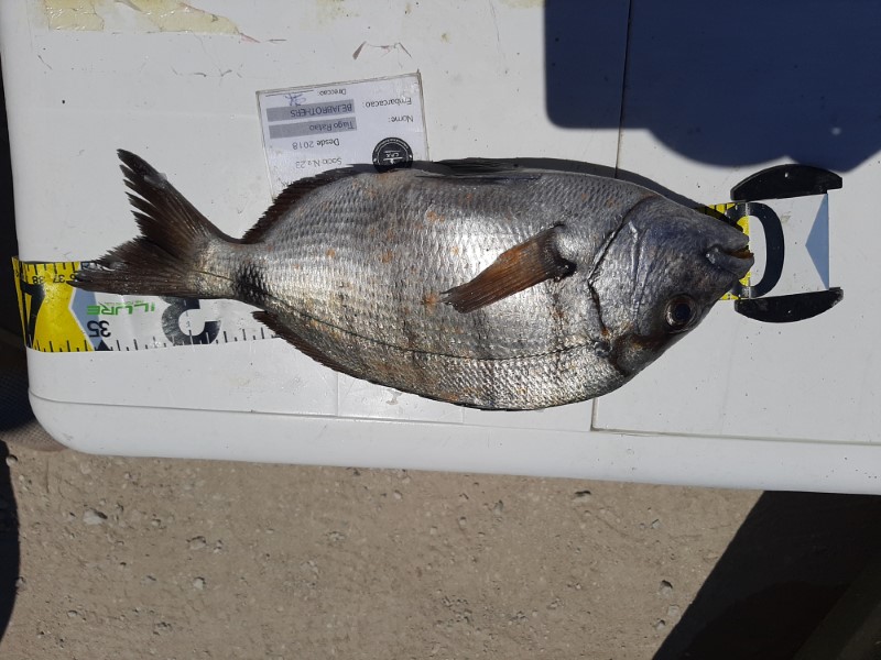 Fish Measure Picture