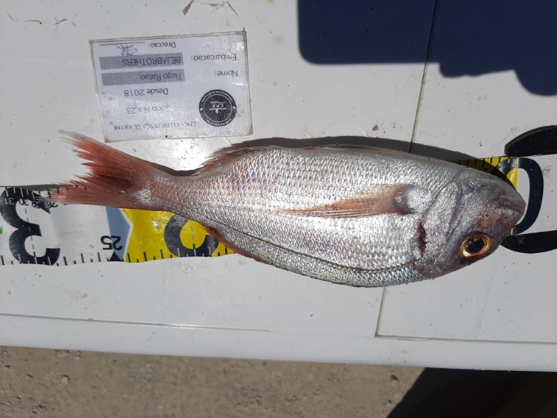 Fish Measure Picture