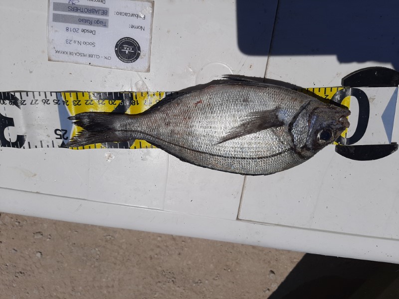 Fish Measure Picture