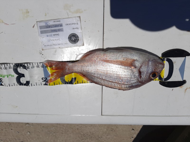 Fish Measure Picture