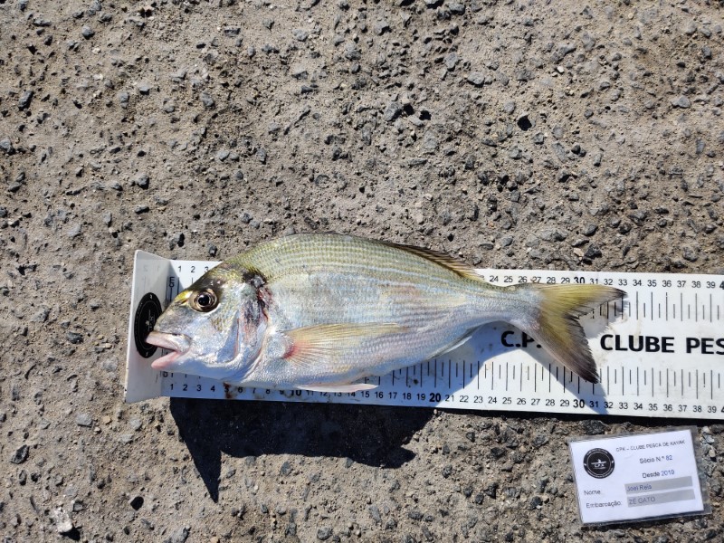 Fish Measure Picture