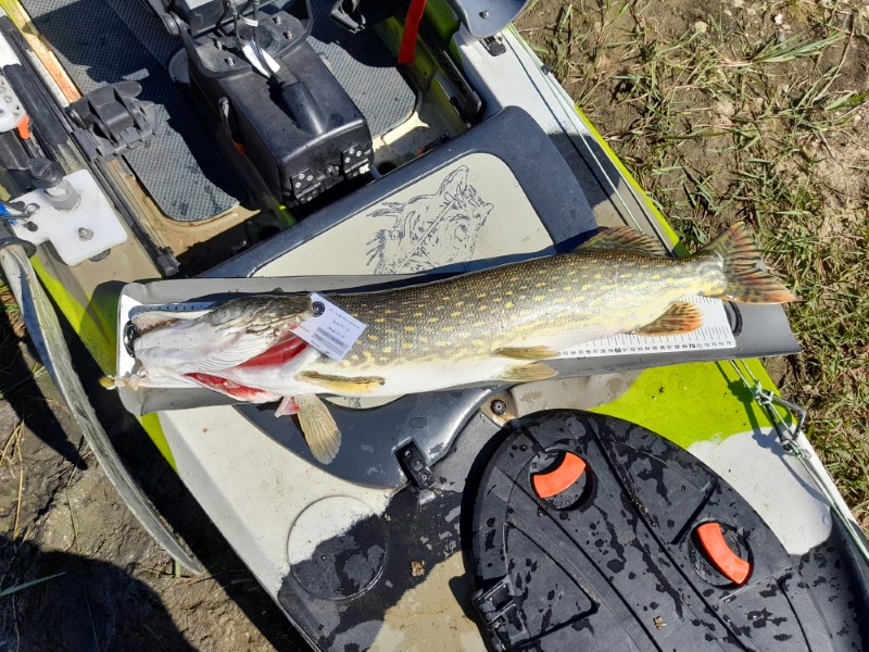 Fish Measure Picture