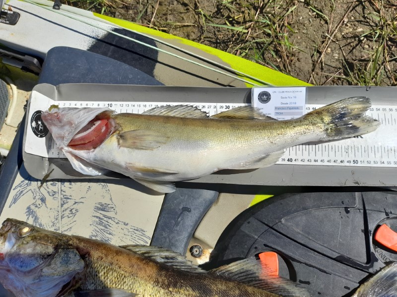 Fish Measure Picture