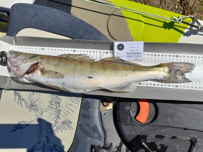Fish Measure Picture