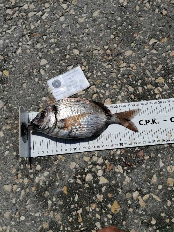 Fish Measure Picture