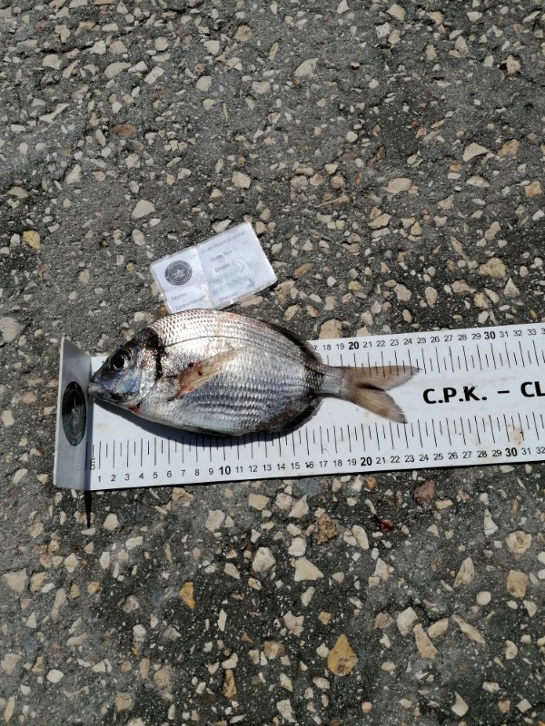 Fish Measure Picture