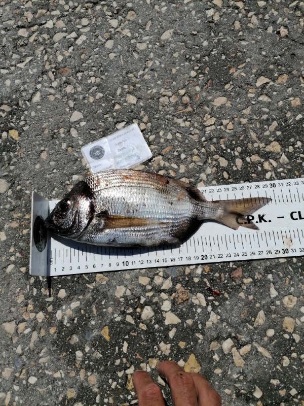 Fish Measure Picture