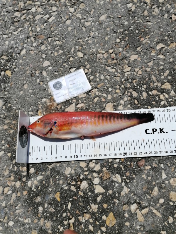 Fish Measure Picture