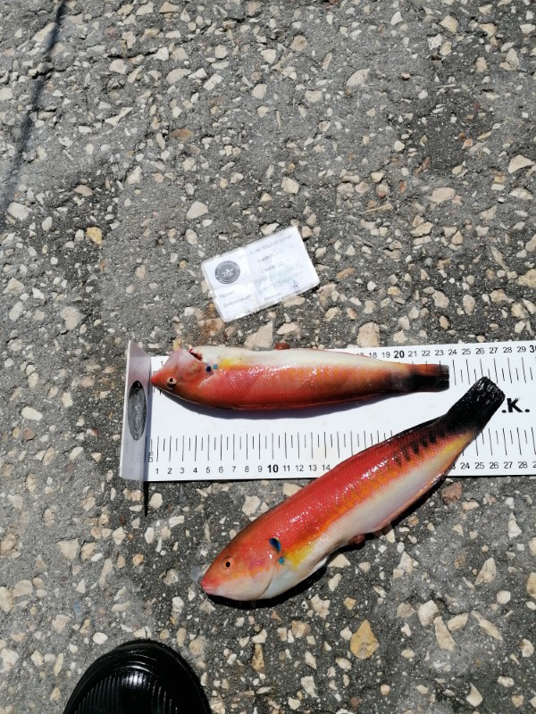 Fish Measure Picture