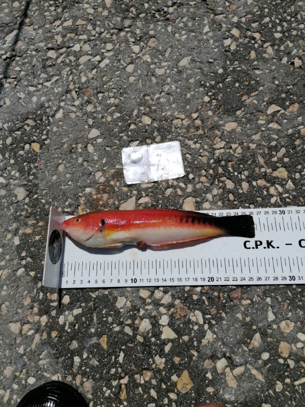 Fish Measure Picture